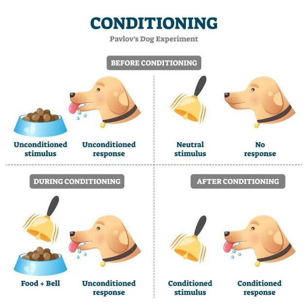 Pavlov's Dog Experiment